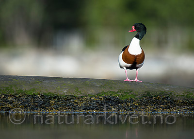 BB 15 0489 / Tadorna tadorna / Gravand